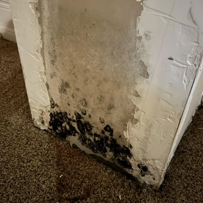 Professional Mold Removal in Princeton, MA